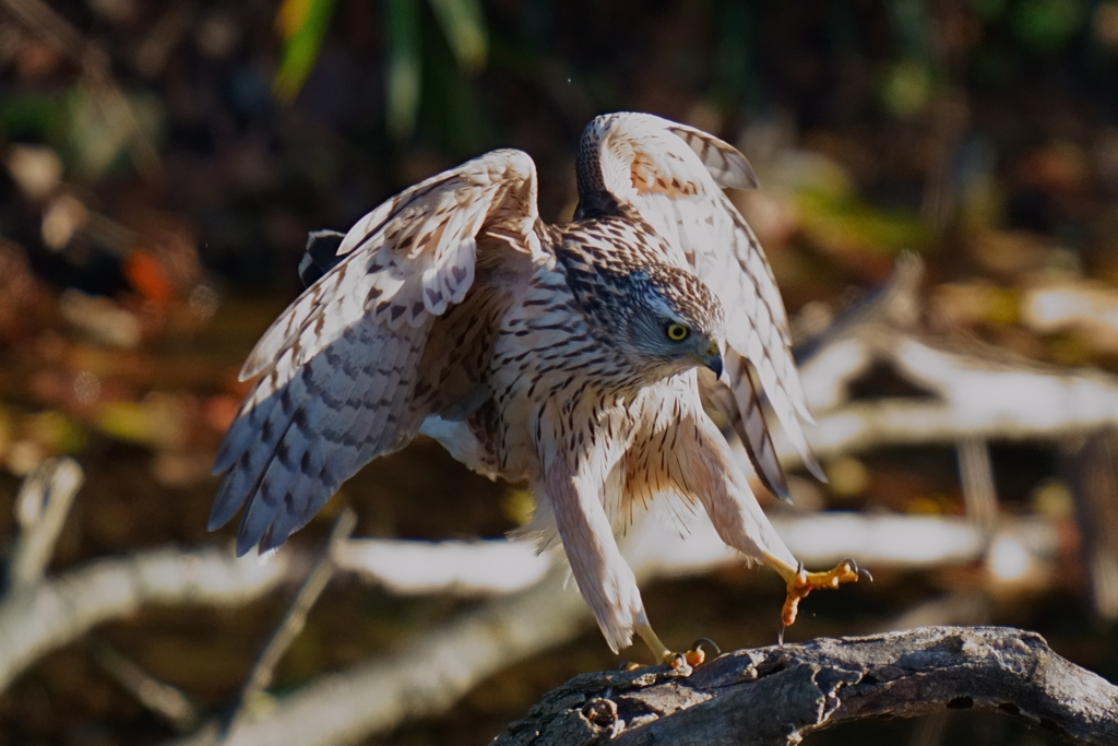 オオタカの幼鳥5