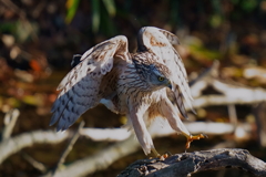 オオタカの幼鳥5 オオタカの幼鳥5