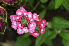 アンジェの花7