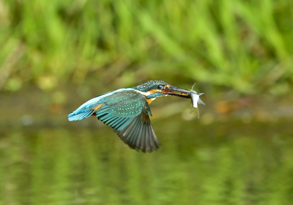 お魚くわえたカワセミ追っかけて2