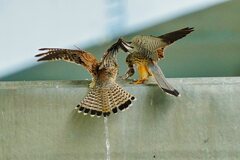 獲物の受け渡し