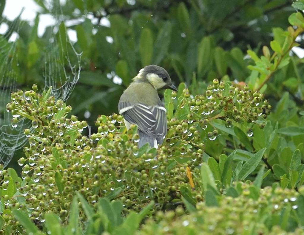 シジュウカラさん1