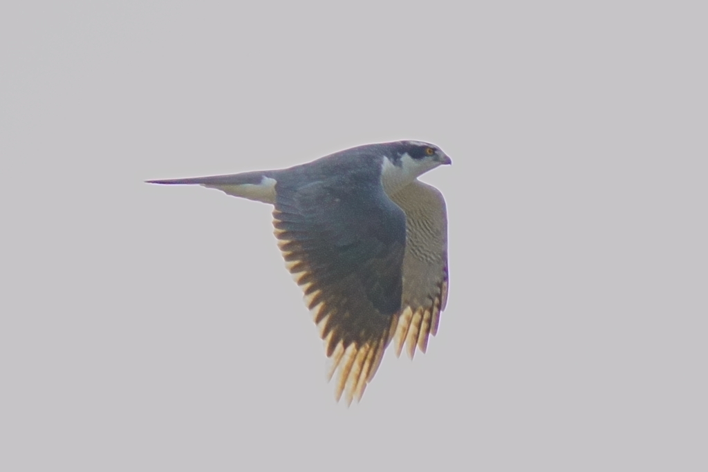 オオタカ成鳥オス