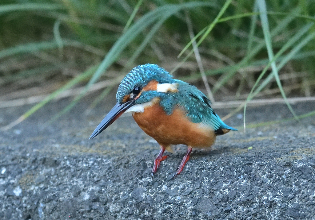 我が家近くのカワセミ5