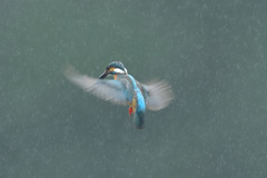 雨のホバ12