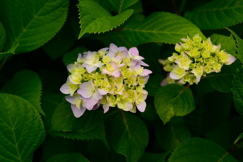 紫陽花が咲きはじめました。