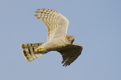 ハイタカメス成鳥3