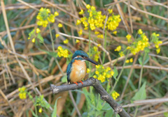 菜の花とカワセミ1 菜の花とカワセミ1