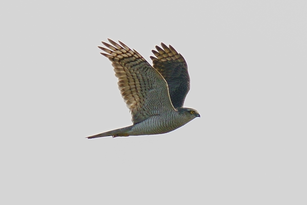 オオタカ成鳥の飛翔3