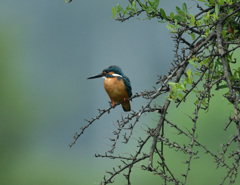 8：16モモバック1