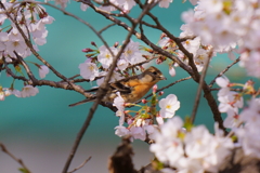 アトリと桜1