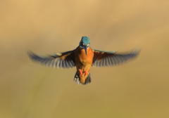 本日のホバ7 本日のホバ7