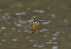 今朝のホバ14 今朝のホバ14