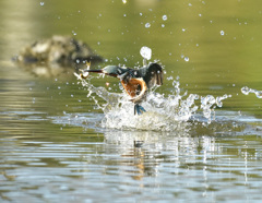 飛び出し 飛び出し