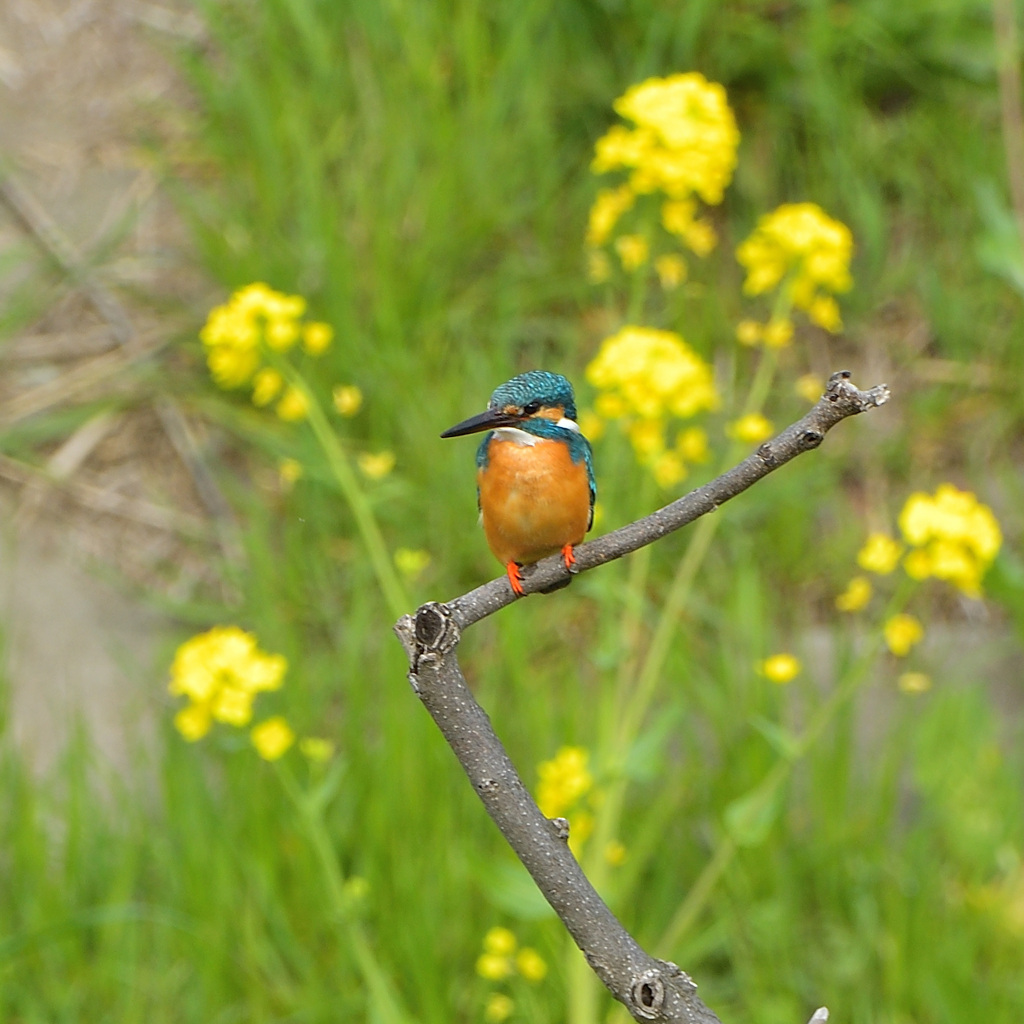 菜の花とカワセミ7