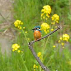菜の花とカワセミ7 菜の花とカワセミ7