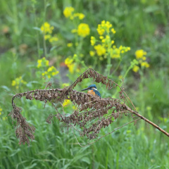 雨の菜の花とカワセミ3