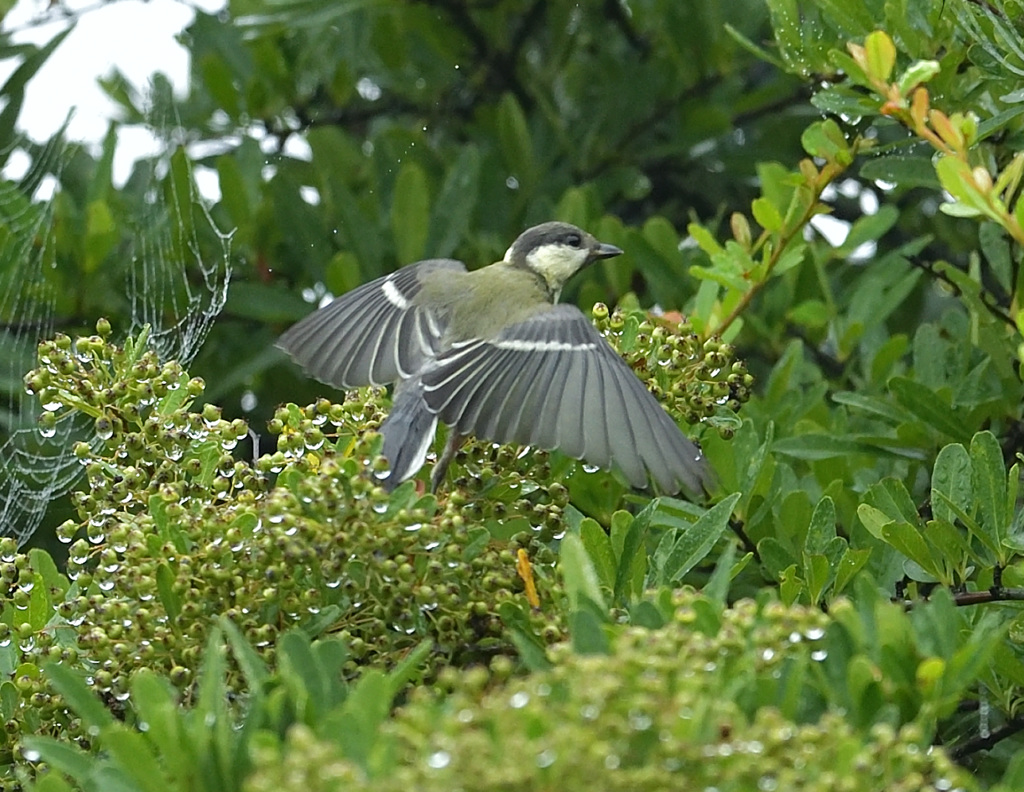 シジュウカラさん2