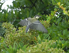 シジュウカラさん2