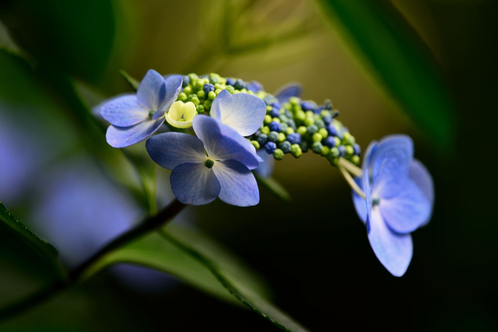 高幡不動の紫陽花3