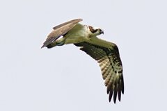 ミサゴの狩り1