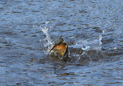飛び出し3 飛び出し3