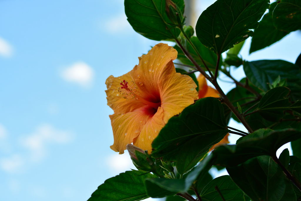 花の名前は・・・