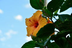 花の名前は・・・