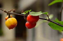 高幡不動花茄子