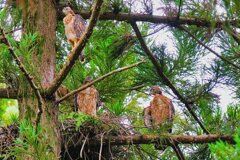 オオタカの幼鳥たち8