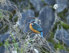 枝止まり2 枝止まり2