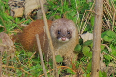 イタチ２