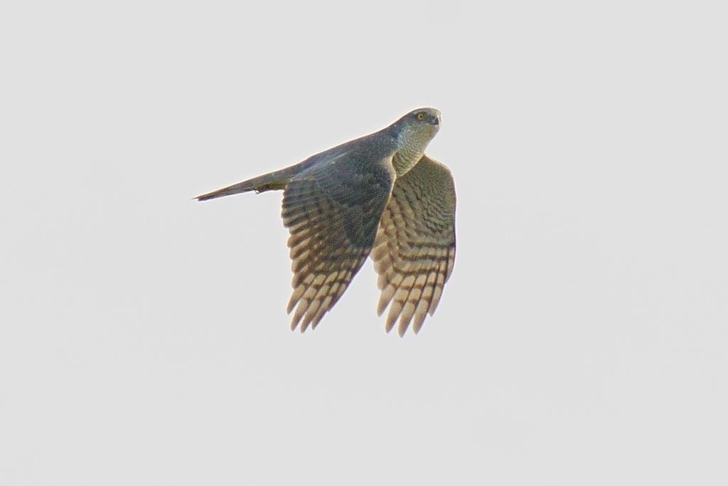 オオタカ成鳥の飛翔2