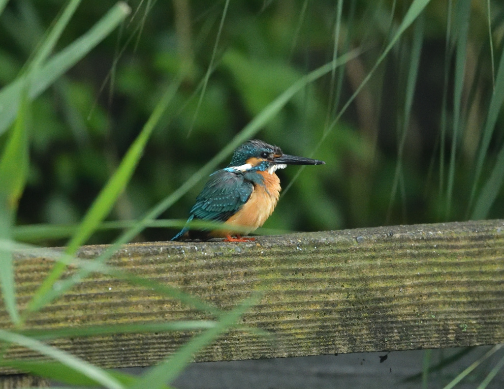 8：11対岸の欄干にて