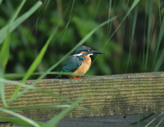 8：11対岸の欄干にて