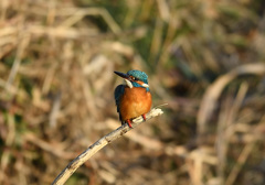 枝止まり3 枝止まり3