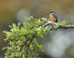 お立ち台 お立ち台