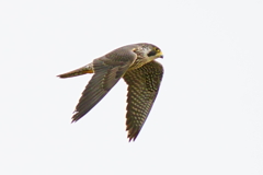 ハヤブサ幼鳥の飛翔4