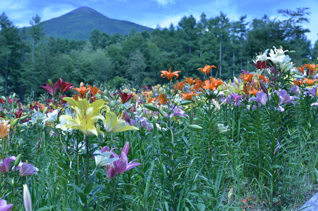 富士見高原のユリ畑