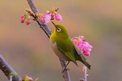 メジロ メジロ