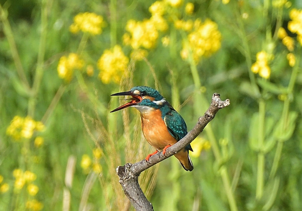 菜の花カワセミ4