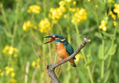 菜の花カワセミ4