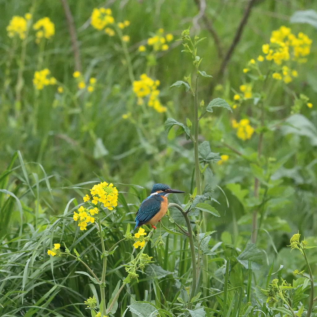 雨の菜の花とカワセミ2