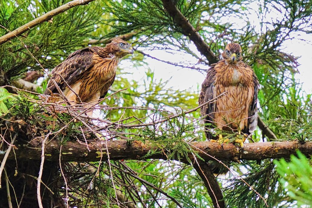 オオタカの幼鳥たち3