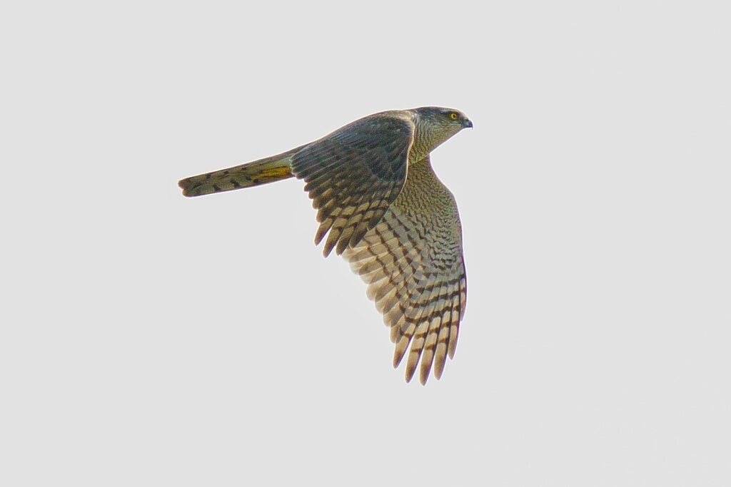 オオタカ成鳥の飛翔6