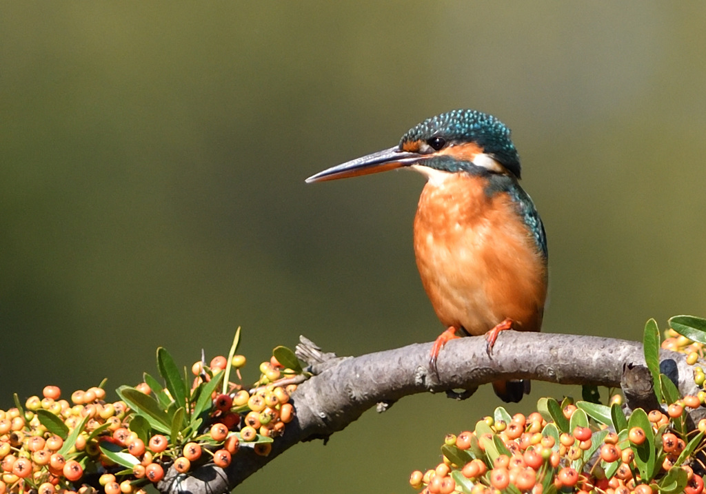 ピラカンサと翡翠9
