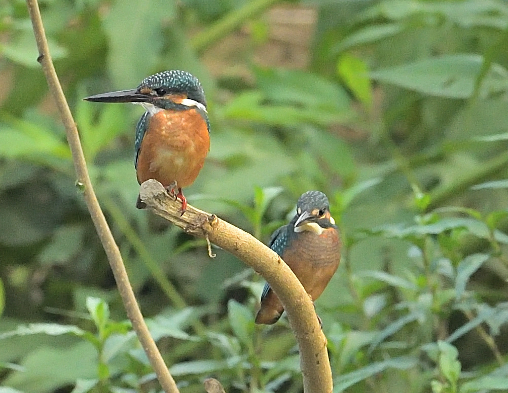 地元の若兄弟
