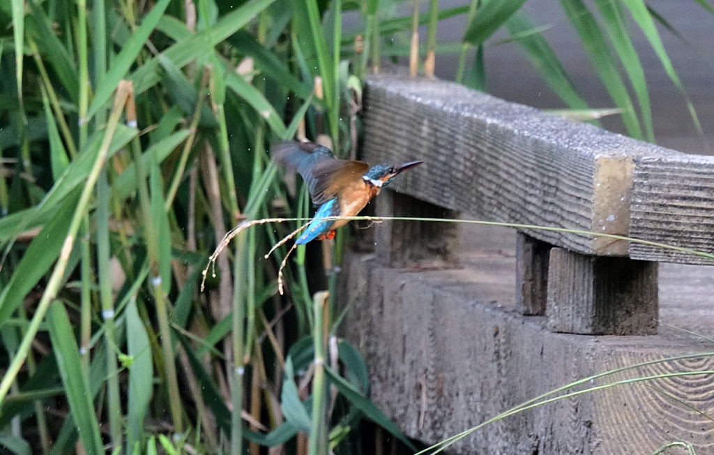 今朝のカワセミ_01