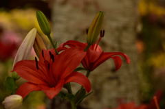 富士見高原のユリ５