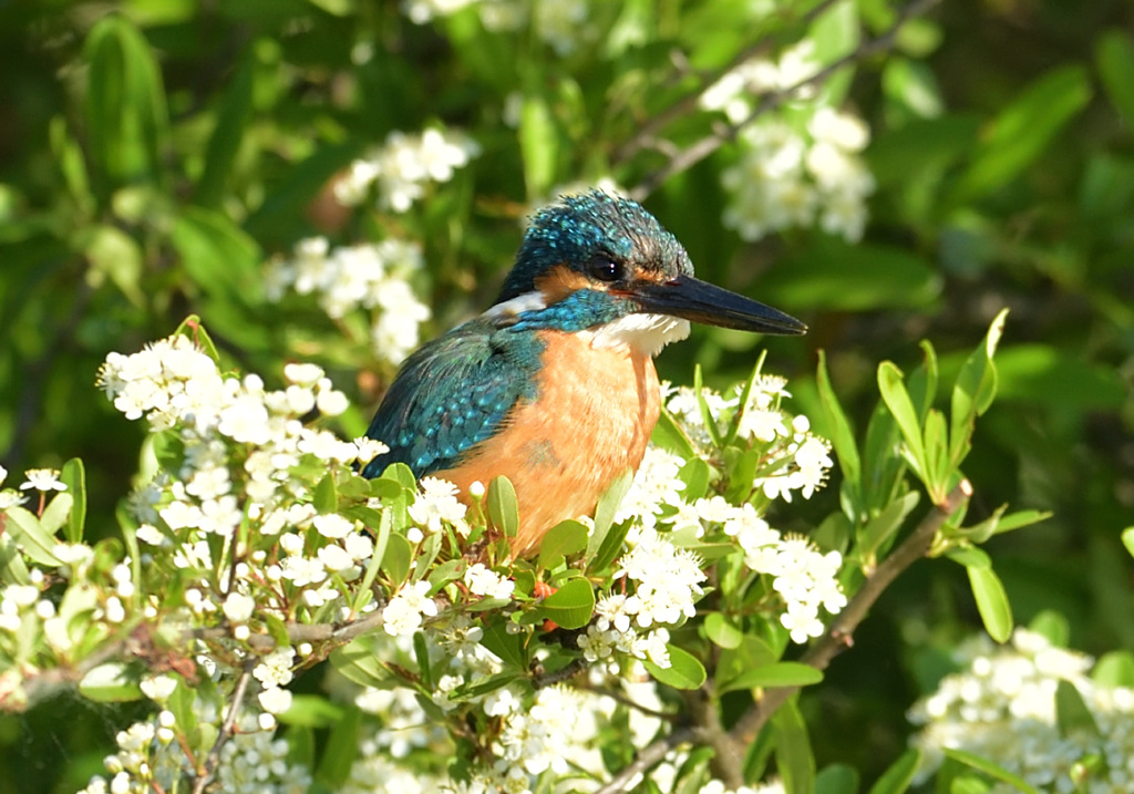 ピラカンサスの花に抱かれて2